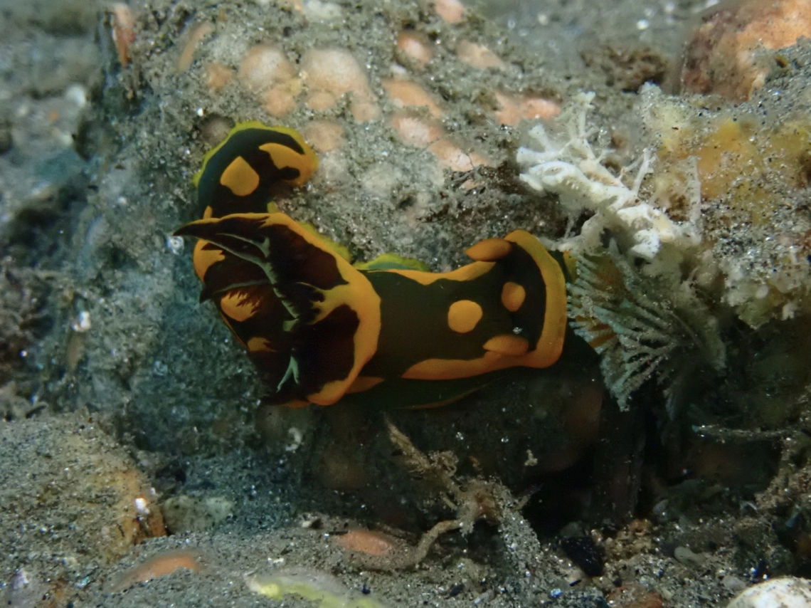 Nudibranch - Tambja gabrielae  Ambon,Indonesia,Nudibranch,Tambja gabrielae