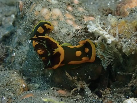 Nudibranch - Tambja gabrielae  Ambon,Indonesia,Nudibranch,Tambja gabrielae