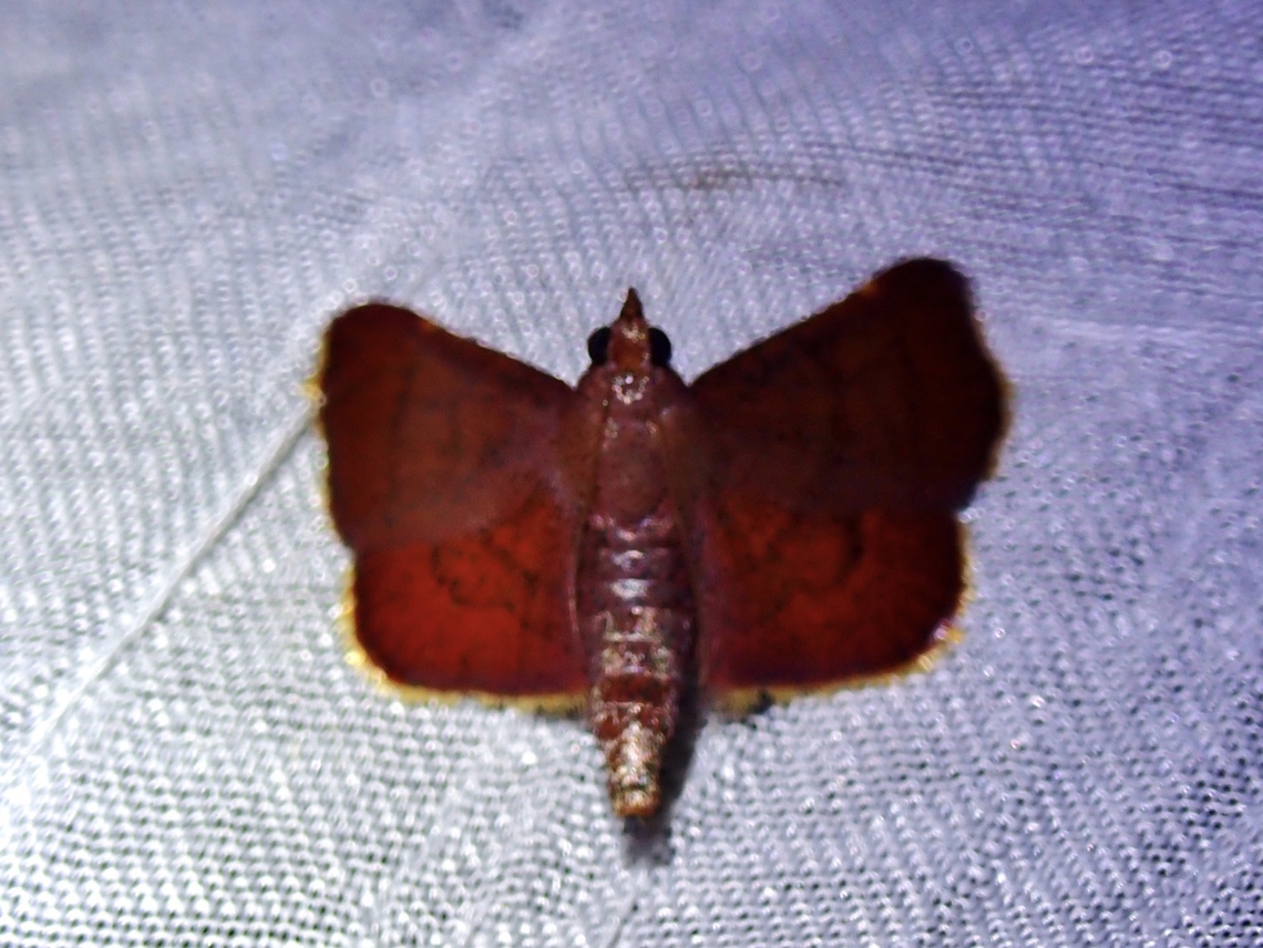 Moth - Endotricha olivacealis  Dumaran,Endotricha olivacealis,Moth,Palawan,Philippines