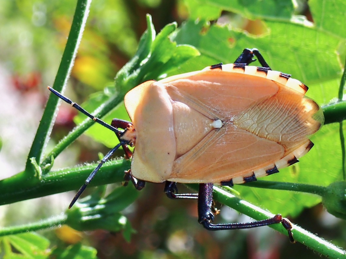Tessaratomid Bug - Pycanum ponderosum  Kelantan,Malaysia,Pycanum ponderosum,Tessaratomid Bug