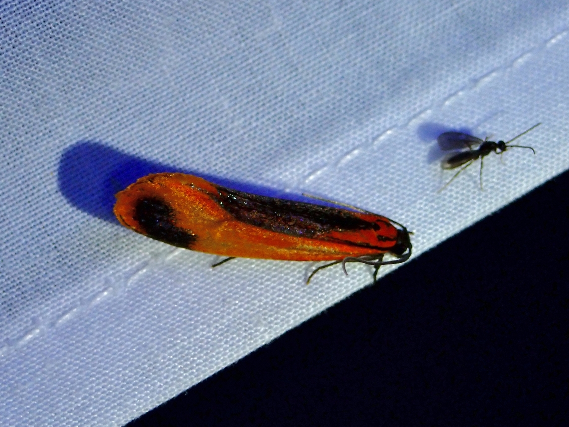 Moth - Coryptilum klugii  Coryptilum klugii,Kelantan,Malaysia,Moth