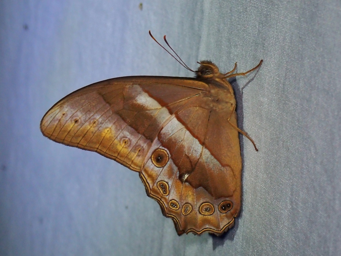 Red Forester - Lethe mekara  Butterfly,Common Red Forester,Kelantan,Lethe mekara,Malaysia