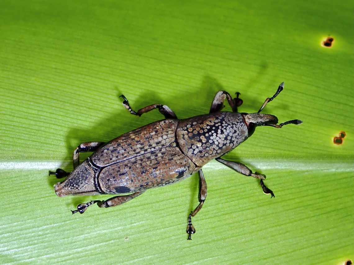 Weevil - Sphenocorynes cinereus  Kelantan,Malaysia,Sphenocorynes cinereus,Weevil