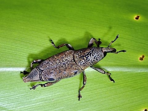 Weevil - Sphenocorynes cinereus  Kelantan,Malaysia,Sphenocorynes cinereus,Weevil