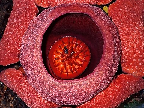 Not Smelly  Flower,Kelantan,Malaysia,Rafflesia kerrii