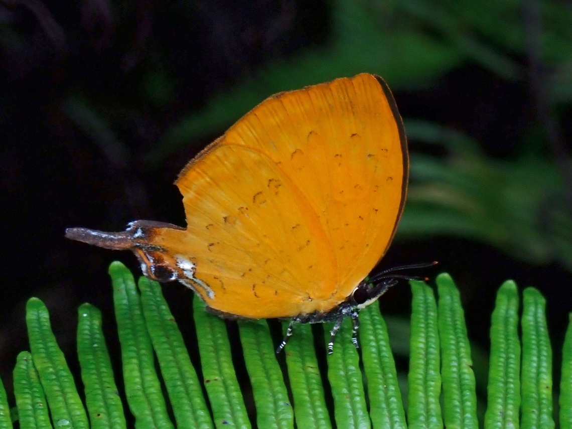 Branded  Branded Yamfly,Butterfly,Kelantan,Malaysia,Yamfly,Yasoda pita