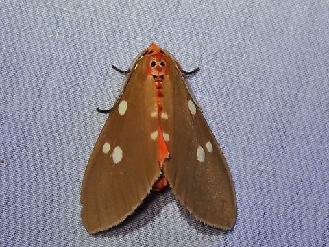 Moth - Tinolius eburneigutta Kelantan,Malaysia,Moth,Tinolius eburneigutta