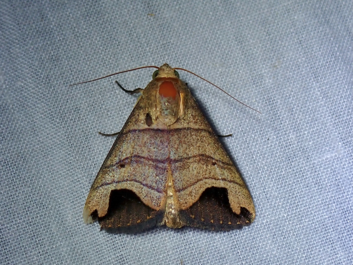 Moth - Bocula tuhanensis  Bocula tuhanensis,Kelantan,Malaysia,Moth