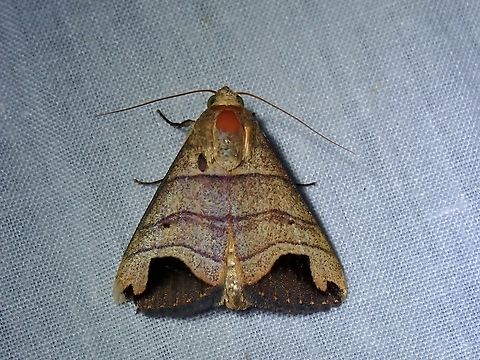 Moth - Bocula tuhanensis  Bocula tuhanensis,Kelantan,Malaysia,Moth