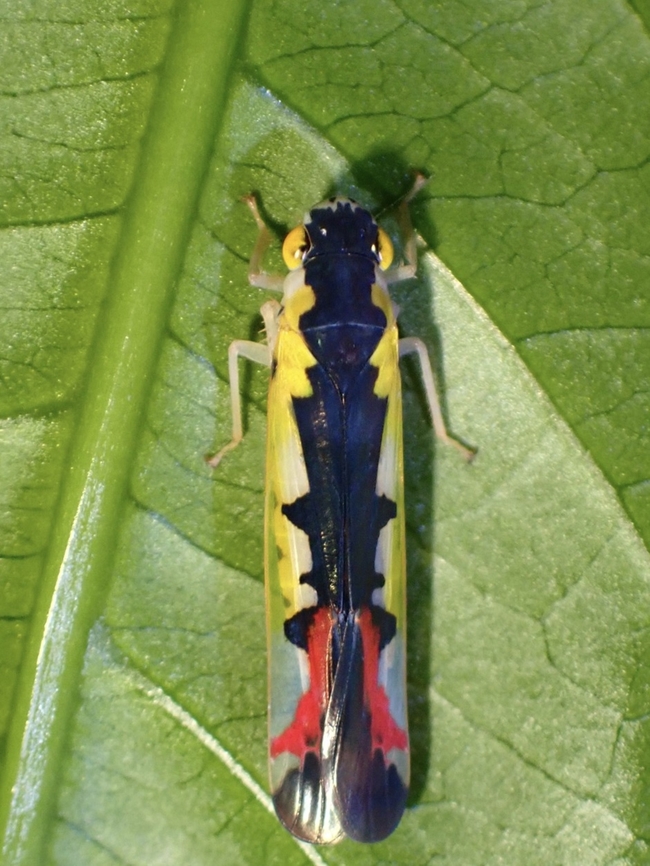 Sharpshooter - Bhandara arta Sharpshooter, not a Spittlebug! Bhandara arta,Hopper,Malaysia,Penang,Sharpshooter