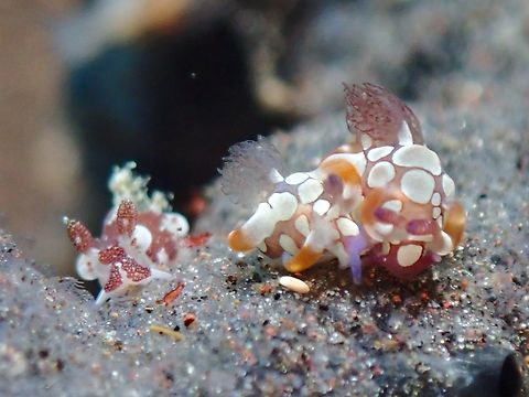 Being watched! Observation on the pair of mating Nudibranch on the right. Bali,Indonesia,Jester Trapania Nudibranch,Nudibranch,Trapania scurra,Tulamben