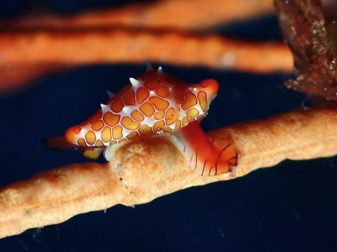 Tongue out!  Bali,Cowry,Egg Cowry,Indonesia,Primovula rosewateri,Rosewater's Egg Cowry,Tulamben