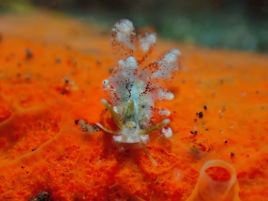 Sacoglossans - Sohgenia palauensis  Bali,Indonesia,Sacoglossans,Sohgenia palauensis,Tulamben