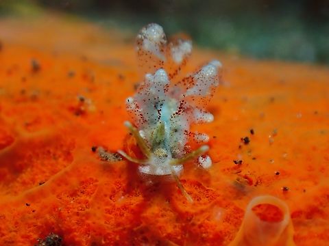 Sacoglossans - Sohgenia palauensis  Bali,Indonesia,Sacoglossans,Sohgenia palauensis,Tulamben