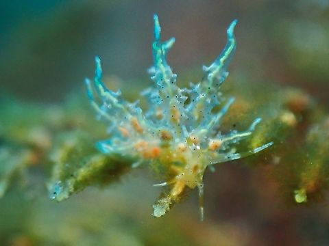 Nudibranch - Eubranchus virginalis  Bali,Eubranchus virginalis,Indonesia,Nudibranch,Tulamben