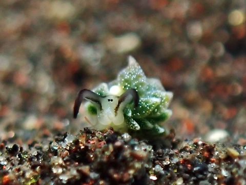 Not Shaun the Sheep  Bali,Costasiella formicaria,Indonesia,Sacoglossans,Tulamben