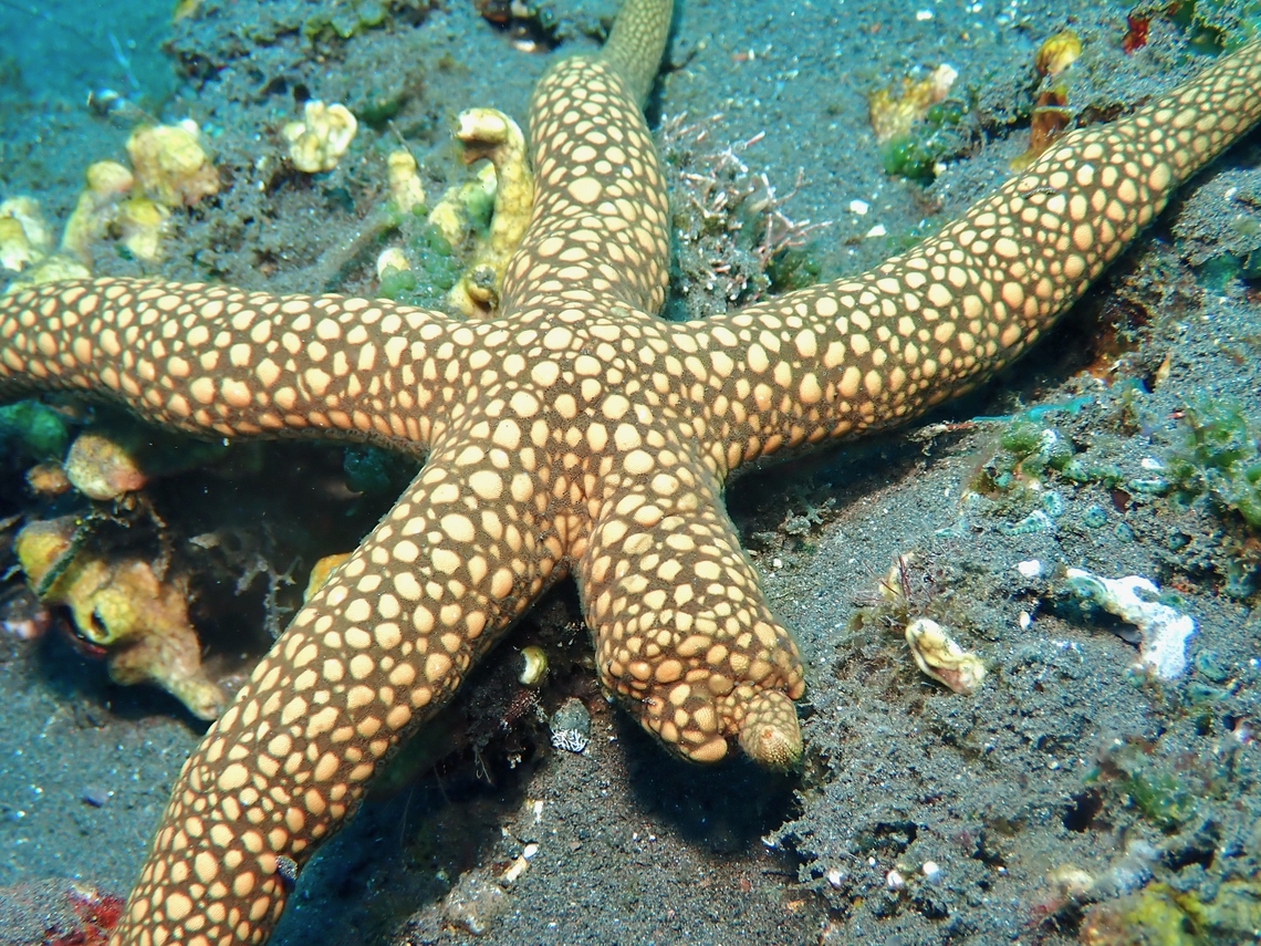 Brown Mesh Sea Star - Nardoa galatheae  Bali,Brown Mesh Sea Star,Indonesia,Nardoa galatheae,Sea Star,Starfish,Tulamben