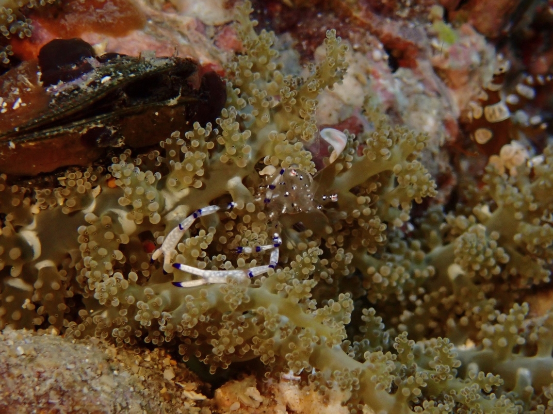 Graceful Anemone Shrimp - Ancylomenes venustus  Ancylomenes venustus,Anemone Shrimp,Cebu,Graceful Anemone Shrimp,Malapascua,Philippines,Shrimp