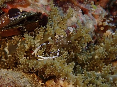 Graceful Anemone Shrimp - Ancylomenes venustus  Ancylomenes venustus,Anemone Shrimp,Cebu,Graceful Anemone Shrimp,Malapascua,Philippines,Shrimp