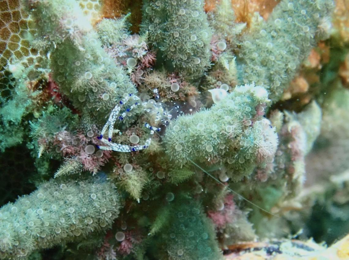 Graceful Anemone Shrimp - Ancylomenes venustus  Ancylomenes venustus,Anemone Shrimp,Graceful Anemone Shrimp,Mabul,Malaysia,Sabah,Shrimp