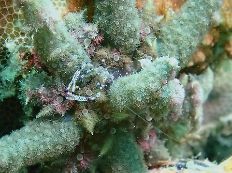 Graceful Anemone Shrimp - Ancylomenes venustus  Ancylomenes venustus,Anemone Shrimp,Graceful Anemone Shrimp,Mabul,Malaysia,Sabah,Shrimp