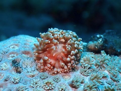Nudibranch - Phestilla goniophaga  Bali,Indonesia,Nudibranch,Phestilla goniophaga,Tulamben