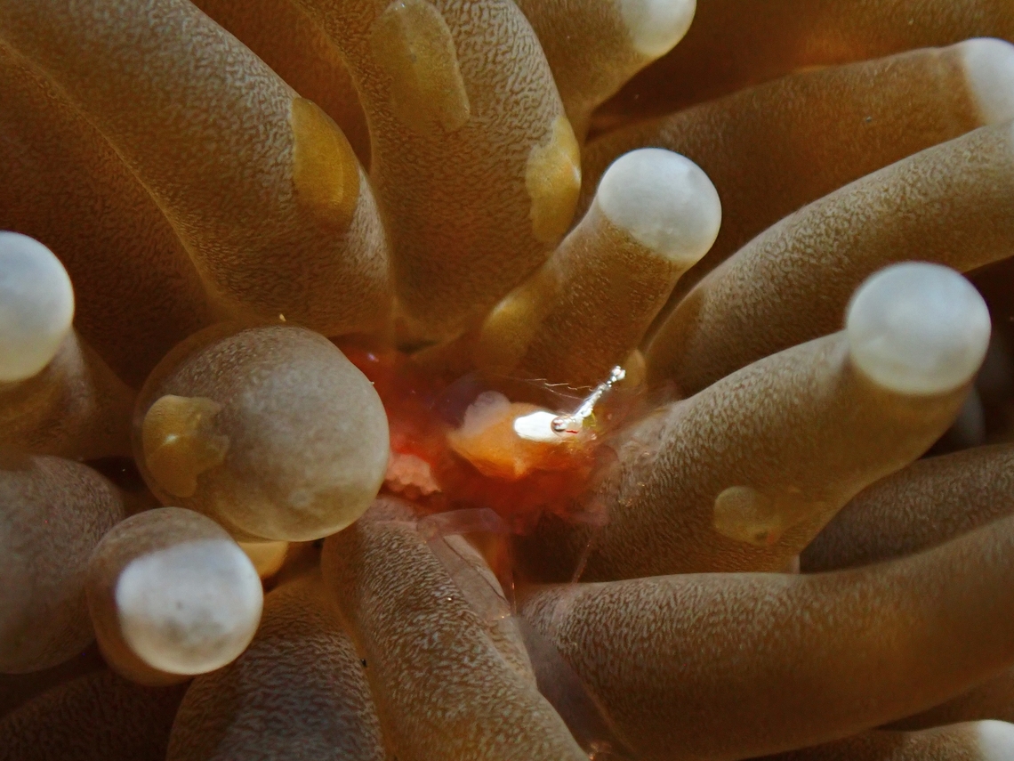 Anchor Coral Shrimp - Palaemonella euphyllius  Anchor Coral Shrimp,Bali,Coral Shrimp,Indonesia,Palaemonella euphyllius,Shrimp,Tulamben