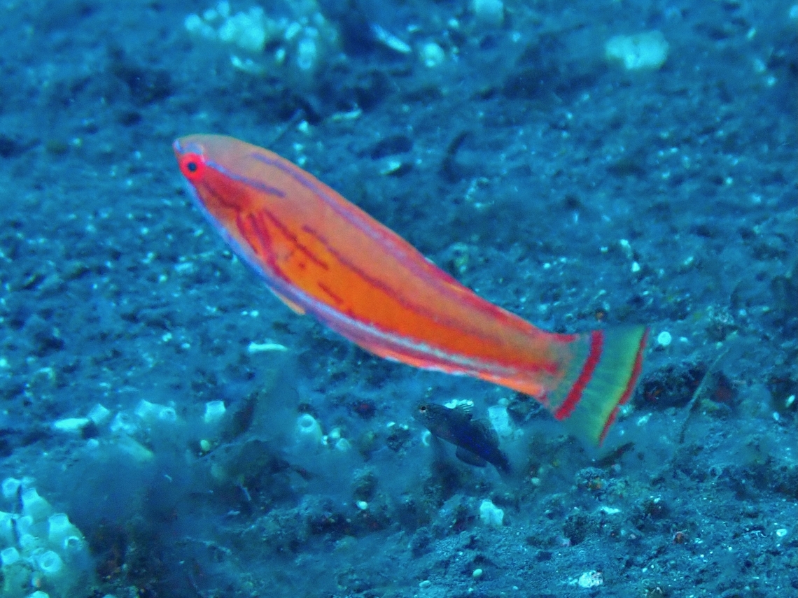 Yellowfin Flasher Wrasse - Paracheilinus flavianalis  Bali,Fish,Flasher Wrasse,Indonesia,Paracheilinus flavianalis,Tulamben,Wrasse,Yellowfin Flasher Wrasse