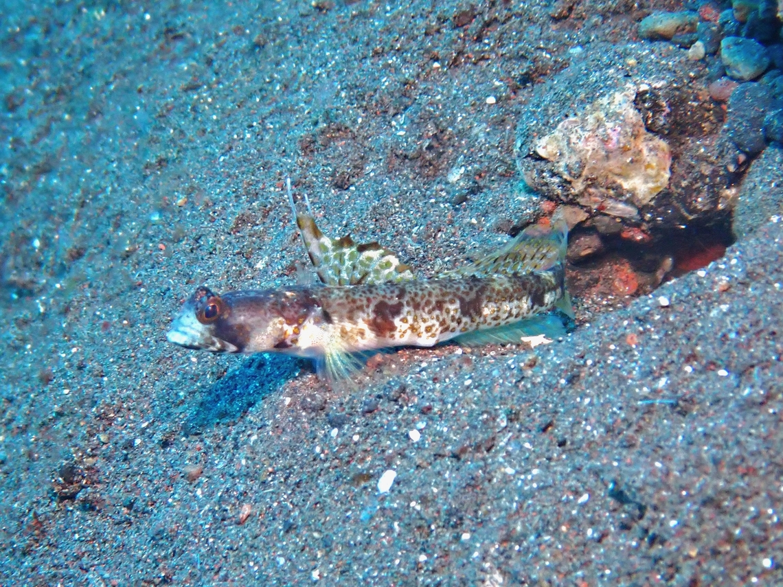 Shrimpgoby - Tomiyamichthys alleni  Bali,Fish,Goby,Indonesia,Shrimpgoby,Tomiyamichthys alleni,Tulamben