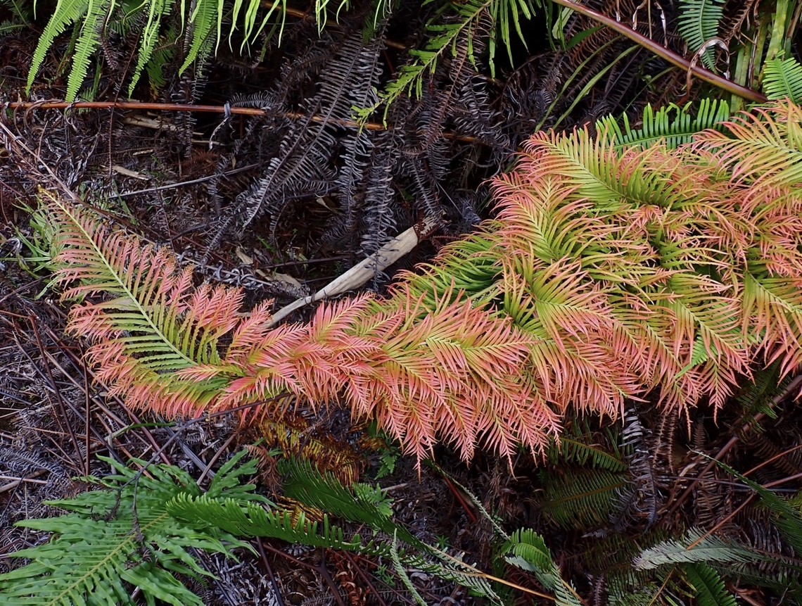 Ferns - Blechnum orientale  Blechnum orientale,Ferns.Plant,Kelantan,Malaysia,Oriental Blechnum