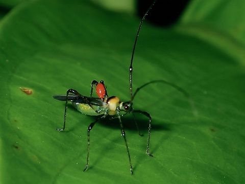Plant Bug - Helopeltis theivora  Brunei,Helopeltis theivora,Plant Bug