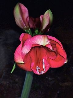 Flower - Hippeastrum hybridum  Flower,Hippeastrum hybridum,Malaysia,Sabah