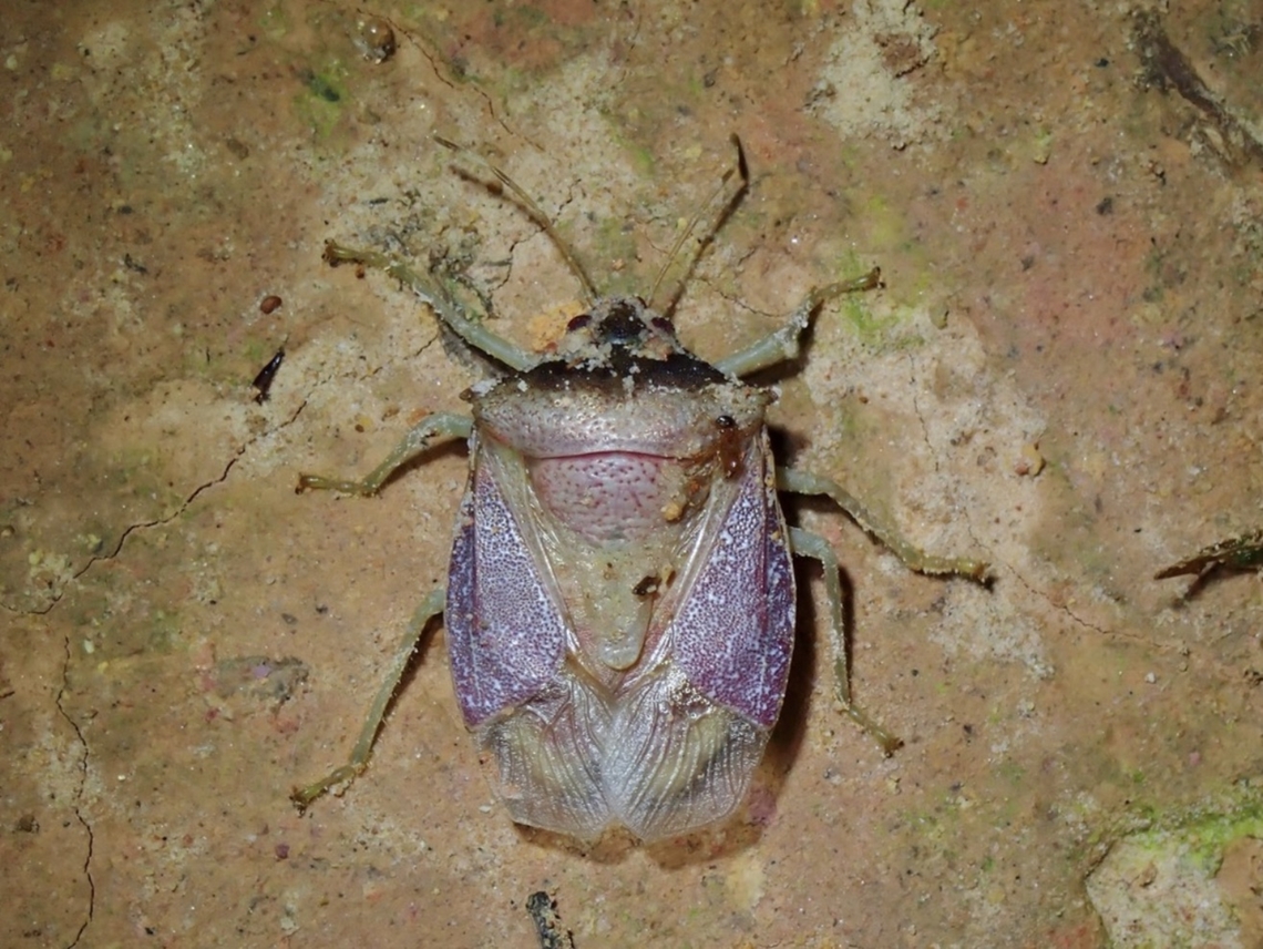 Stinky but Rare!  Graziasternum graziae,Malaysia,Sabah,Stink Bug