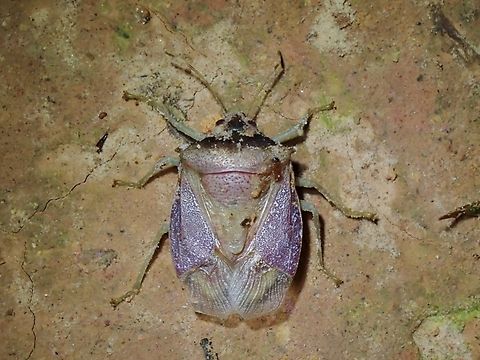 Stinky but Rare!  Graziasternum graziae,Malaysia,Sabah,Stink Bug