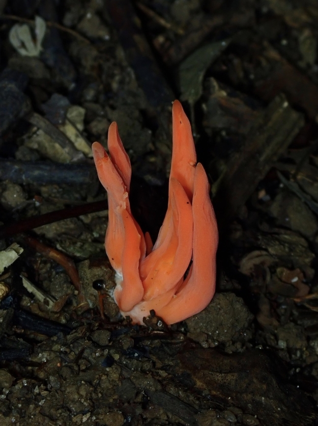 Flame Fungus - Clavulinopsis sulcata  Clavulinopsis sulcata,Flame Fungus,Fungi,Malaysia,Penang