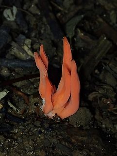 Flame Fungus - Clavulinopsis sulcata  Clavulinopsis sulcata,Flame Fungus,Fungi,Malaysia,Penang