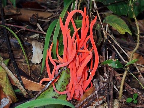 Sunset Spindles - Clavaria phoenicea  Clavaria phoenicea,Fungi,Kelantan,Malaysia,Sunset Spindles