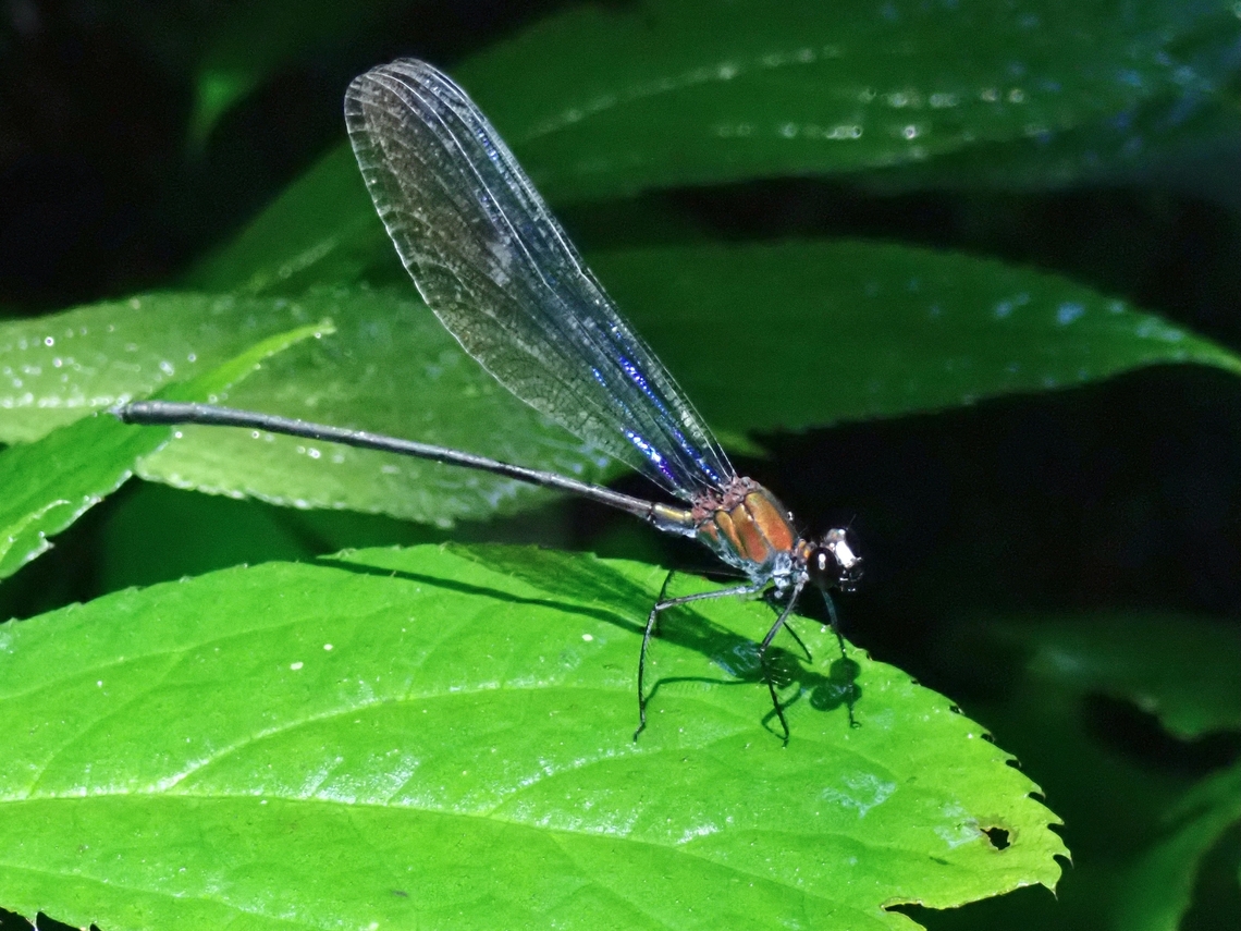 Broad-Winged Damselfly - Echo modesta  Broad-Winged Damselfly,Damselfly,Echo modesta,Kelantan,Malaysia