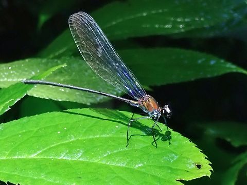 Broad-Winged Damselfly - Echo modesta  Broad-Winged Damselfly,Damselfly,Echo modesta,Kelantan,Malaysia