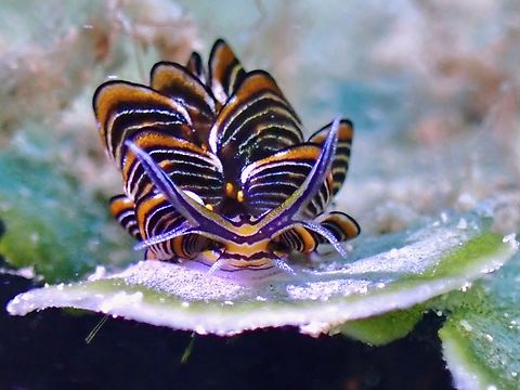 Tiger Butterfly Slug - Cyerce elegans  Butterfly Slug,Cyerce nigricans,Philippines,Romblon,Sea Slug,Tiger Butterfly Slug