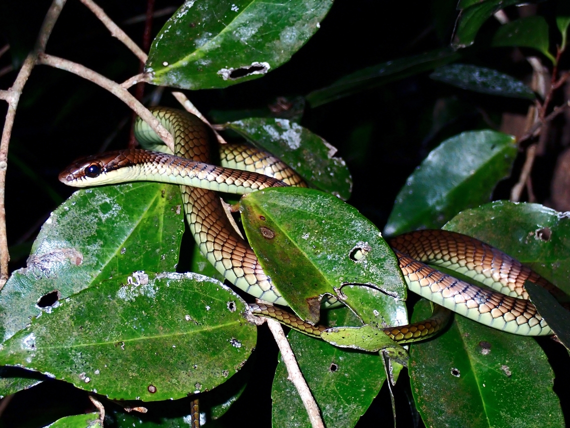 Philippines Bronzeback Snake - Dendrelaphis philippinensis X2<br />
<br />
Endemic Bronzeback Snake,Dendrelaphis philippinensis,Philippines,Philippines Bronzeback Snake,Romblon,Snake