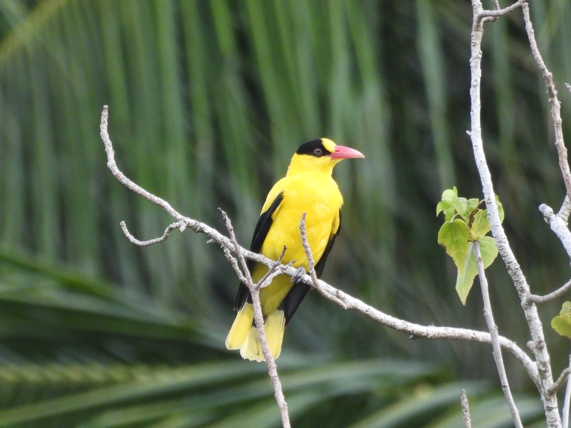 Black-Naped Oriole - Oriolus chinensis            Bird,Black Naped Oriole,Oriole,Oriolus chinensis,Philippines,Romblon