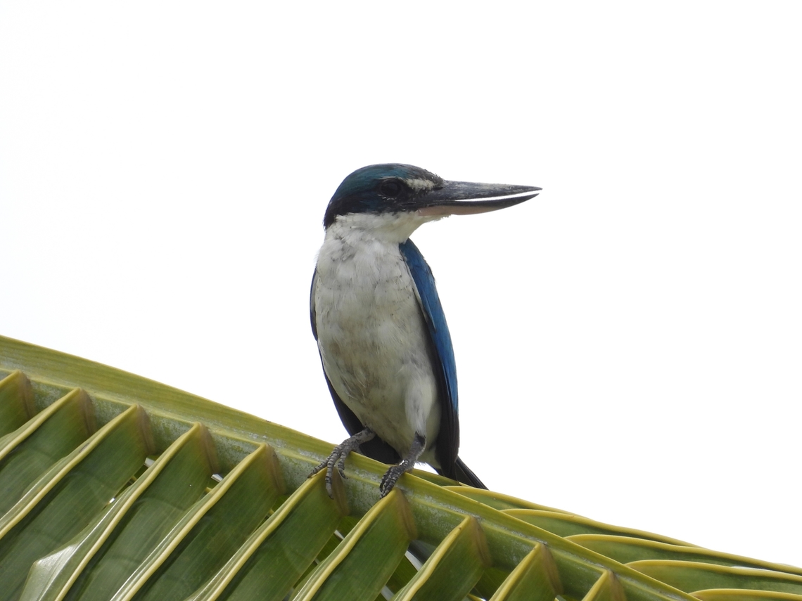 Collared Kingfisher - Todiramphus chloris            Bird,Collared Kingfisher,Kingfisher,Philippines,Romblon,Todiramphus chloris
