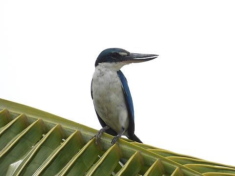Collared Kingfisher - Todiramphus chloris            Bird,Collared Kingfisher,Kingfisher,Philippines,Romblon,Todiramphus chloris