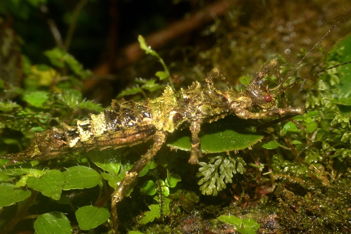 Very Small! Newly described species in Nov 2023.<br />
Photographed this Holotype back in April 2014.<br />
The name maliit mean very small in local language Tagalog.<br />
Common Name : Heitzmann's Mossy Phasmid Banaue,Heitzmann's Mossy Phasmid,Phasmatodea,Phasmid,Phasmida,Philippines,Stick Insect,Trachyaretaon maliit