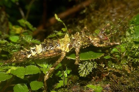 Very Small! Newly described species in Nov 2023.
Photographed this Holotype back in April 2014.
The name maliit mean very small in local language Tagalog.
Common Name : Heitzmann's Mossy Phasmid Banaue,Heitzmann's Mossy Phasmid,Phasmatodea,Phasmid,Phasmida,Philippines,Stick Insect,Trachyaretaon maliit