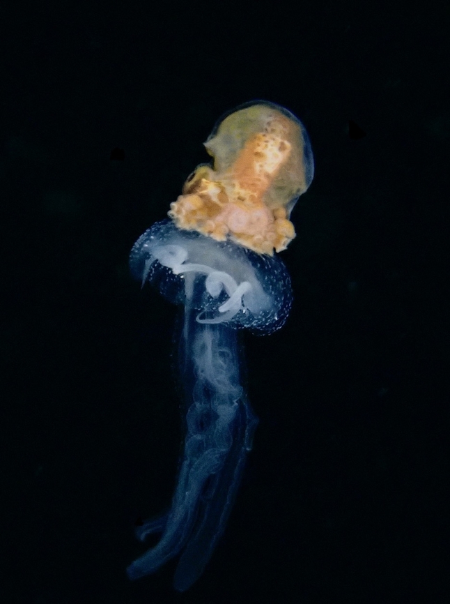 Hitch Hiker South Pacific Mauve Stinger - Pelagia flaveola, different from Pelagia noctiluca. Anilao,Batangas,Jellyfish,Mauve Stinger,Pelagia flaveola,Pelagia noctiluca,Philippines,South Pacific Mauve Stinger