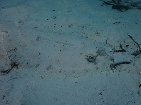 Panther Flounder - Bothus pantherinus  Bothus pantherinus,Fish,Flounder,Mabul,Malaysia,Panther Flounder,Sabah