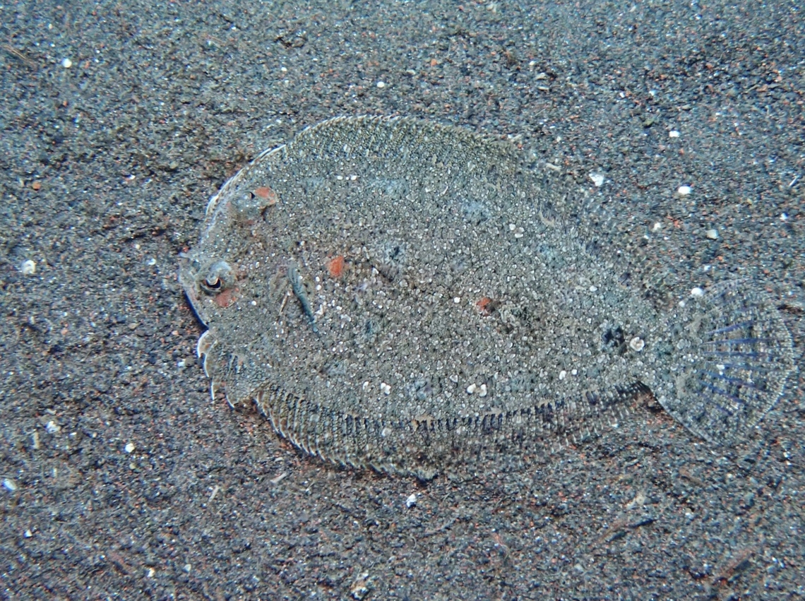 Largescale Dwarf Flounder - Engyprosopon macrolepis  Bali,Dwarf Flounder,Engyprosopon macrolepis,Fish,Flounder,Indonesia,Largescale Dwarf Flounder