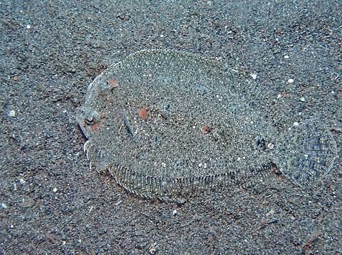 Largescale Dwarf Flounder - Engyprosopon macrolepis  Bali,Dwarf Flounder,Engyprosopon macrolepis,Fish,Flounder,Indonesia,Largescale Dwarf Flounder